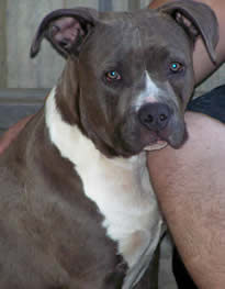 Bellamon Twisted Tess